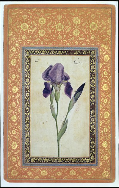 Blauwe Iris, 1663-64 door Muhammad Zaman